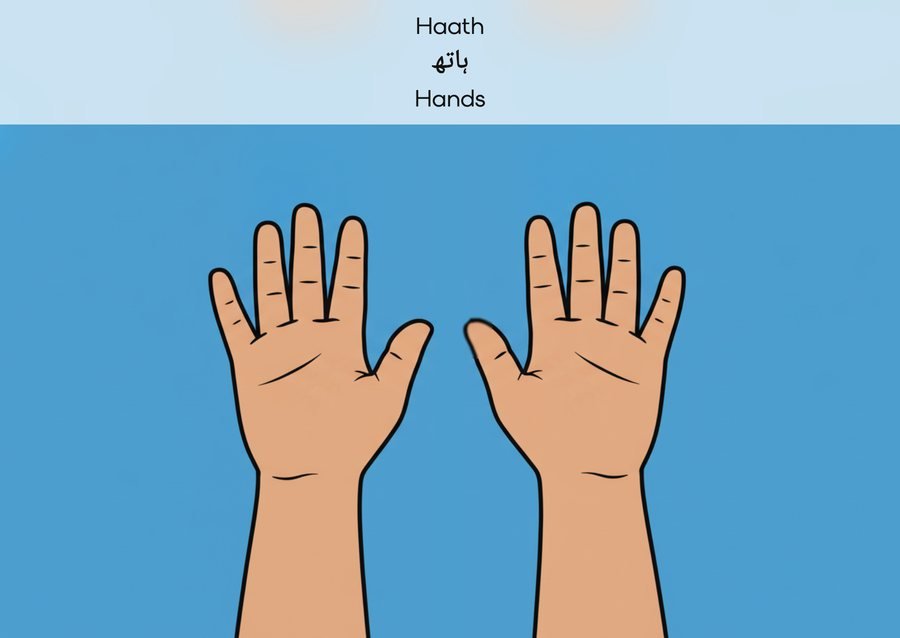Flashcard: Hands (ہاتھ)