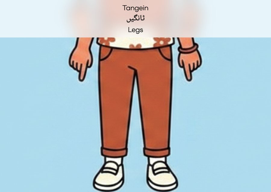 Flashcard: Legs (ٹانگیں)
