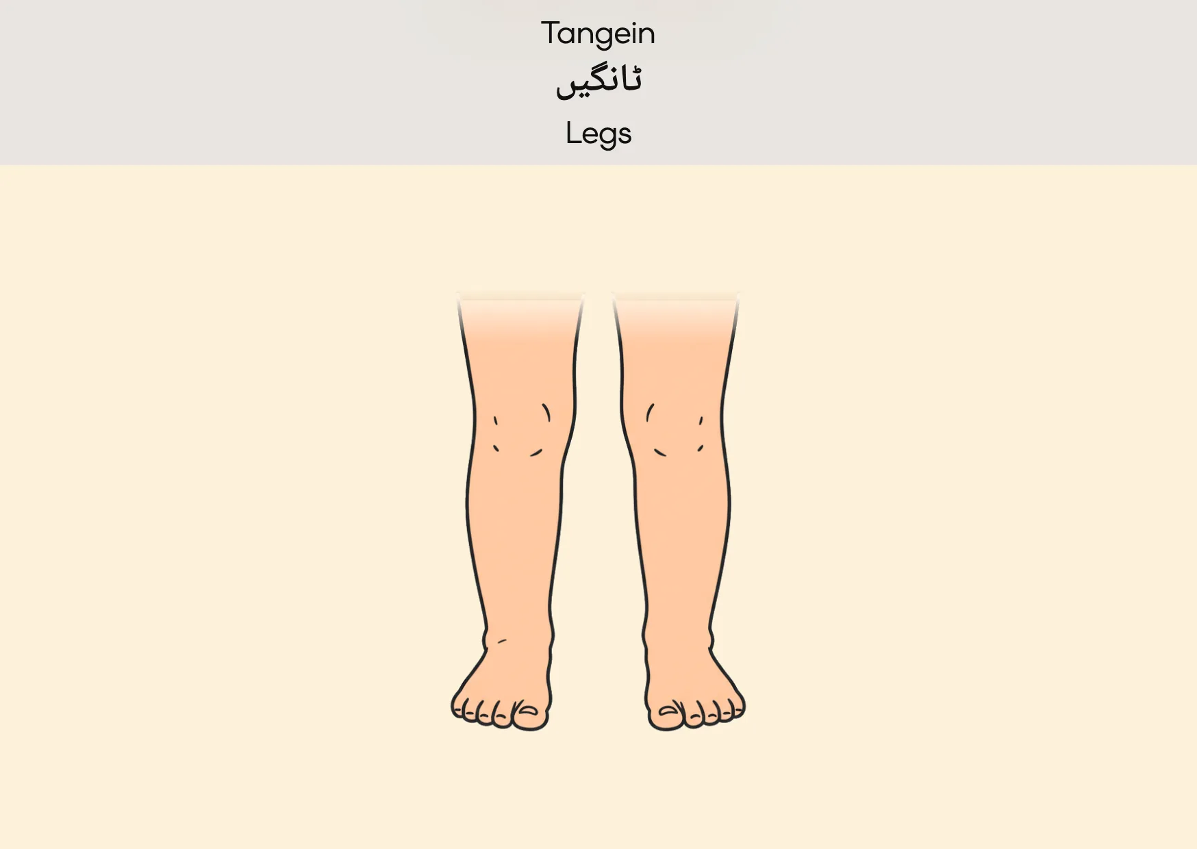 Flashcard: Legs (ٹانگیں)