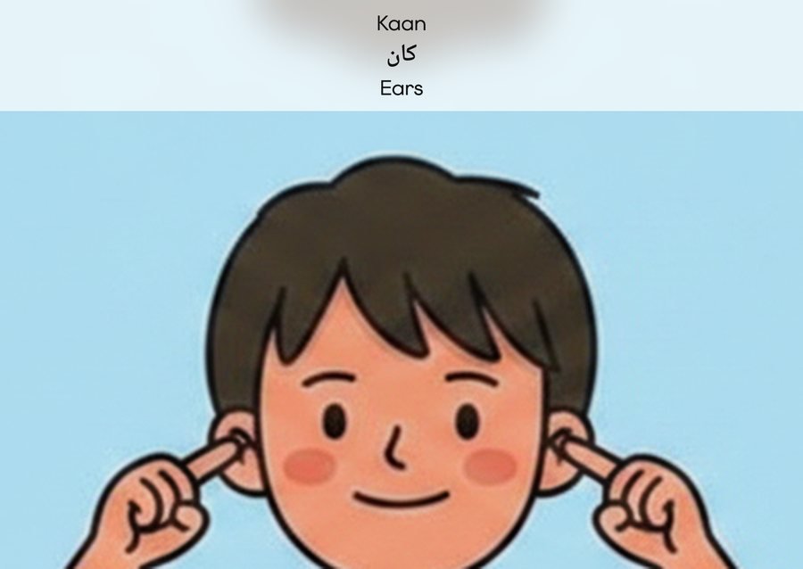 Flashcard: Ears (کان)