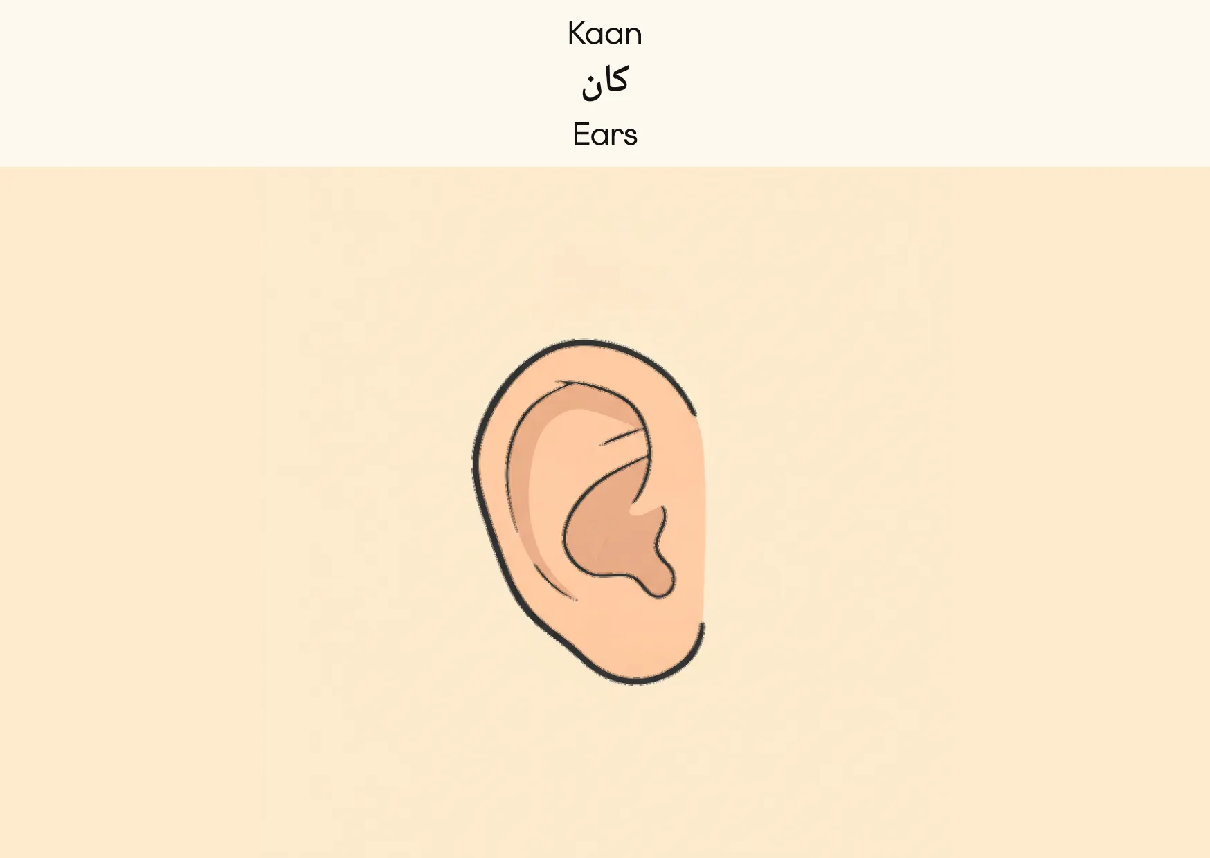 Flashcard: Ears (کان)
