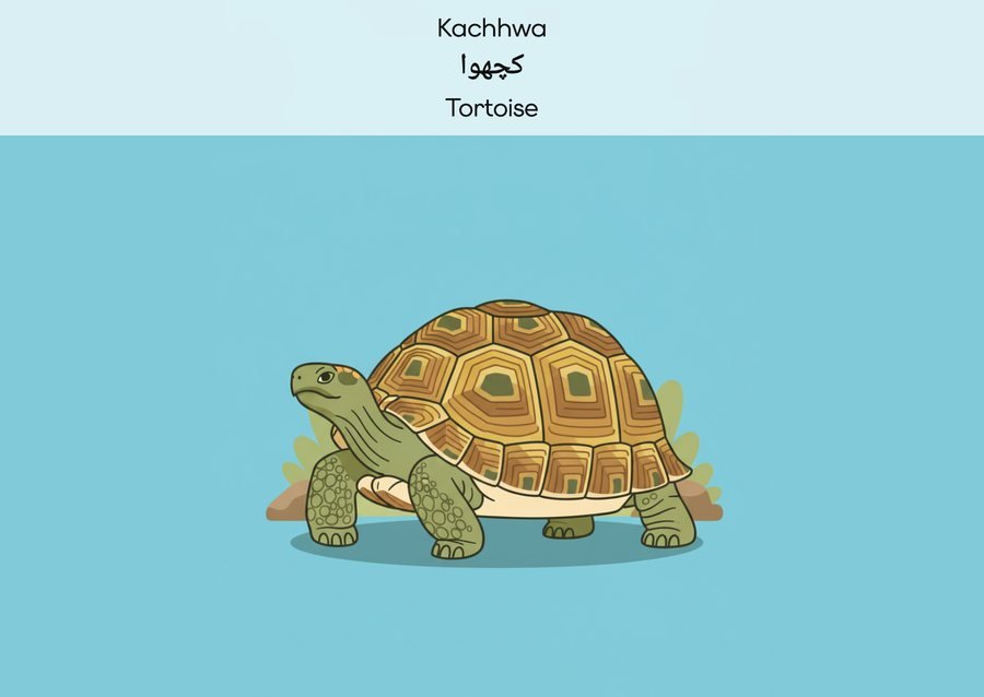 Flashcard: Tortoise (کچھوا)