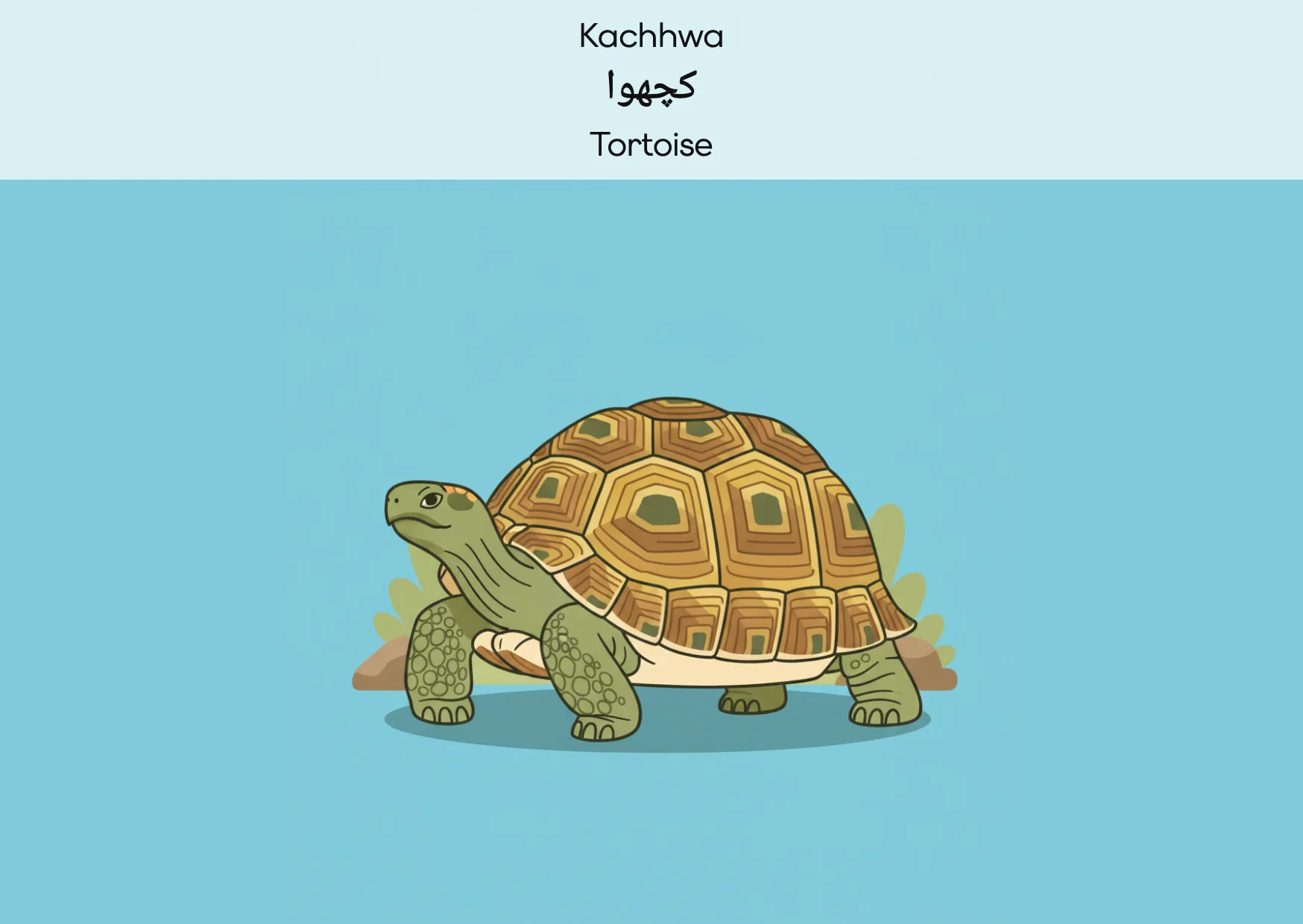Flashcard: Tortoise (کچھوا)