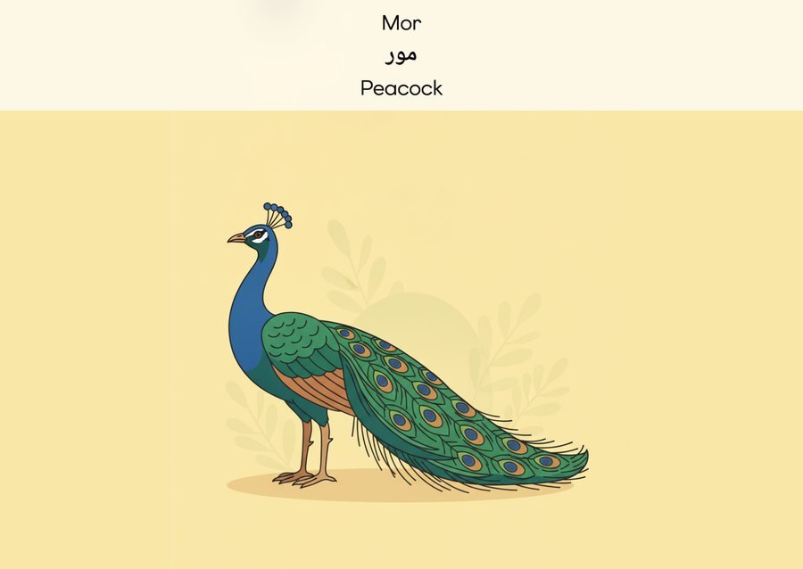 Flashcard: Peacock (مور)