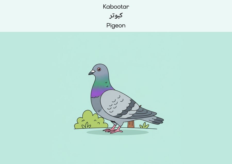 Flashcard: Pigeon (کبوتر)