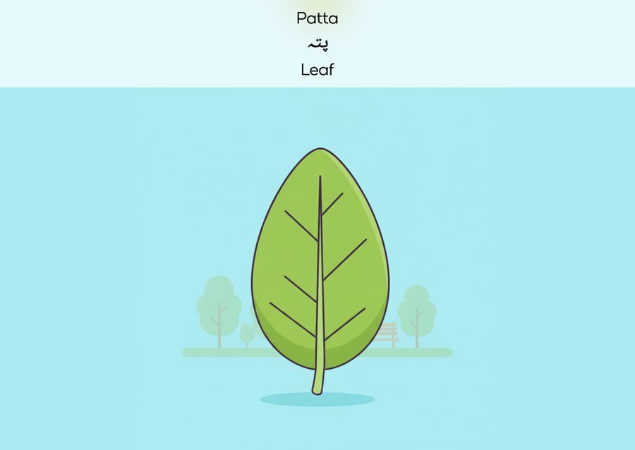 Flashcard: Leaf (پتہ)