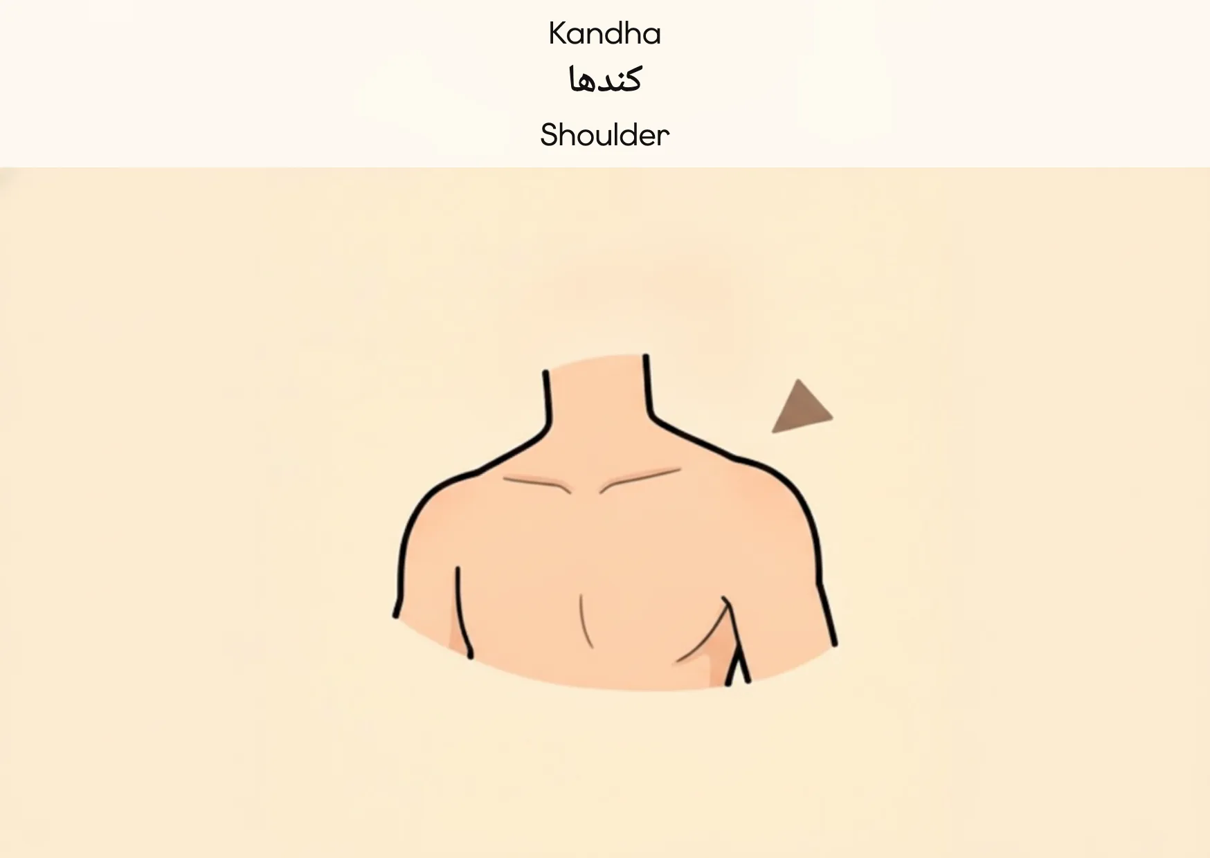 Flashcard: Shoulder (کندھا)